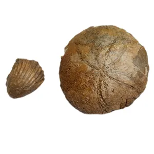 سنگ راف مدل فسیل صدف و ستاره دریایی کد 476 بسته 2 عددی