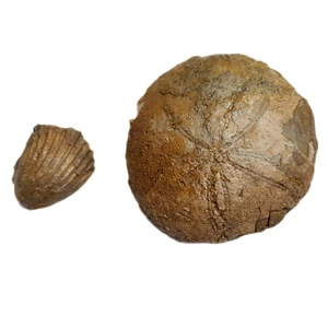 سنگ راف مدل فسیل صدف و ستاره دریایی کد 476 بسته 2 عددی