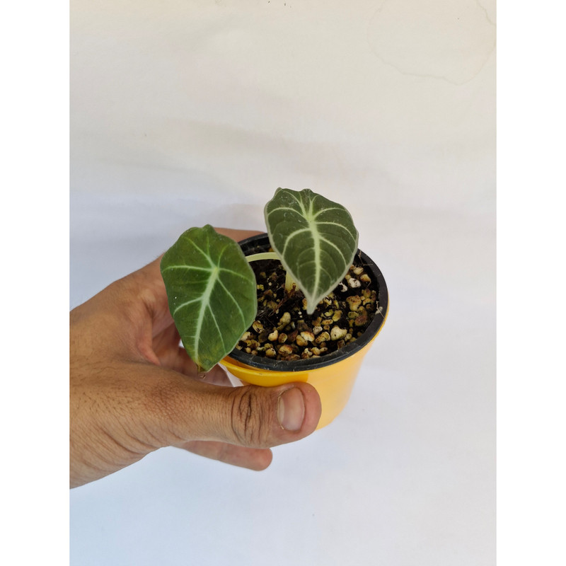 گیاه طبیعی آلوکازیا بلک ولوت مدل 05