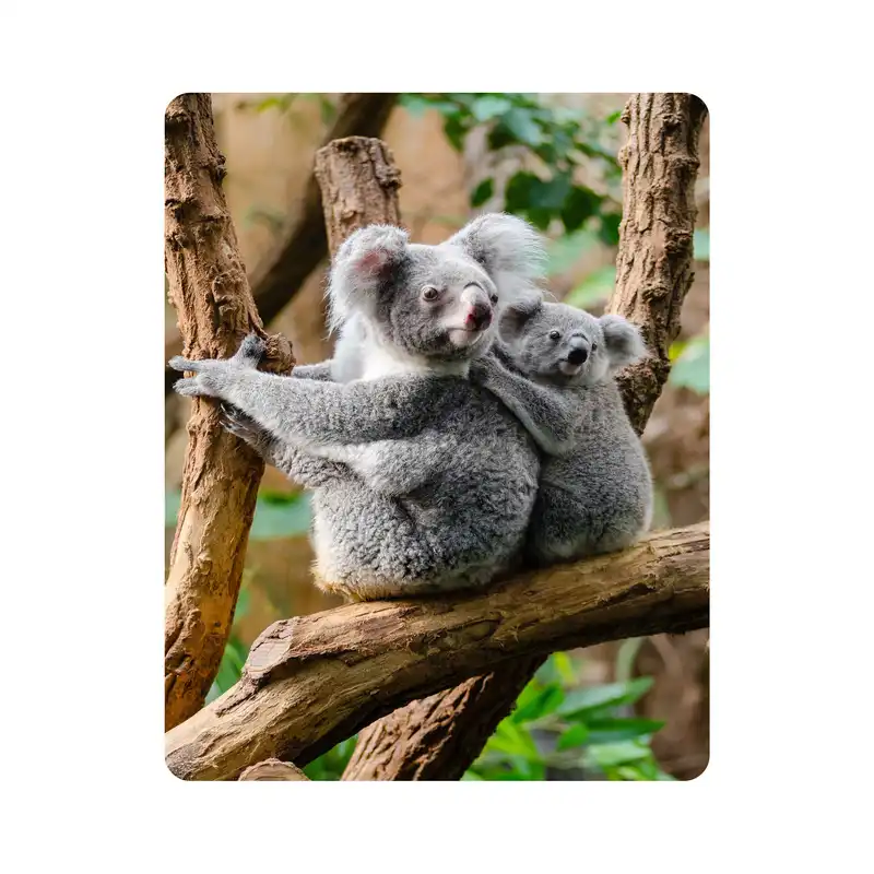 ماوس پد اطلس آبی طرح حیوان کوآلا مدل T1440