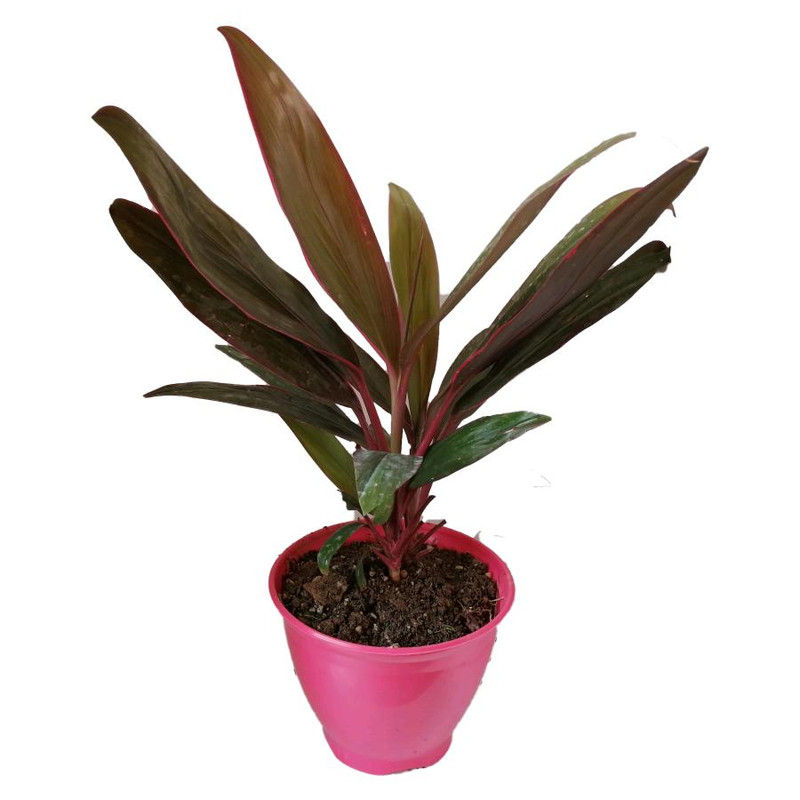 گیاه طبیعی کردلین کد up04