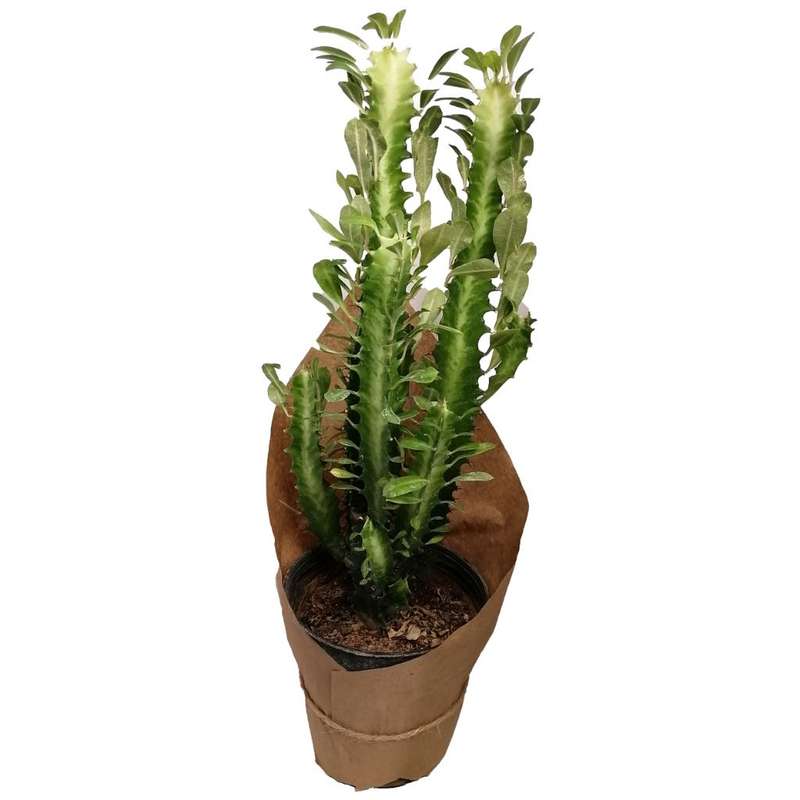 گیاه طبیعی افوربیا کد gs03 گیاه طبیعی افوربیا کد gs03