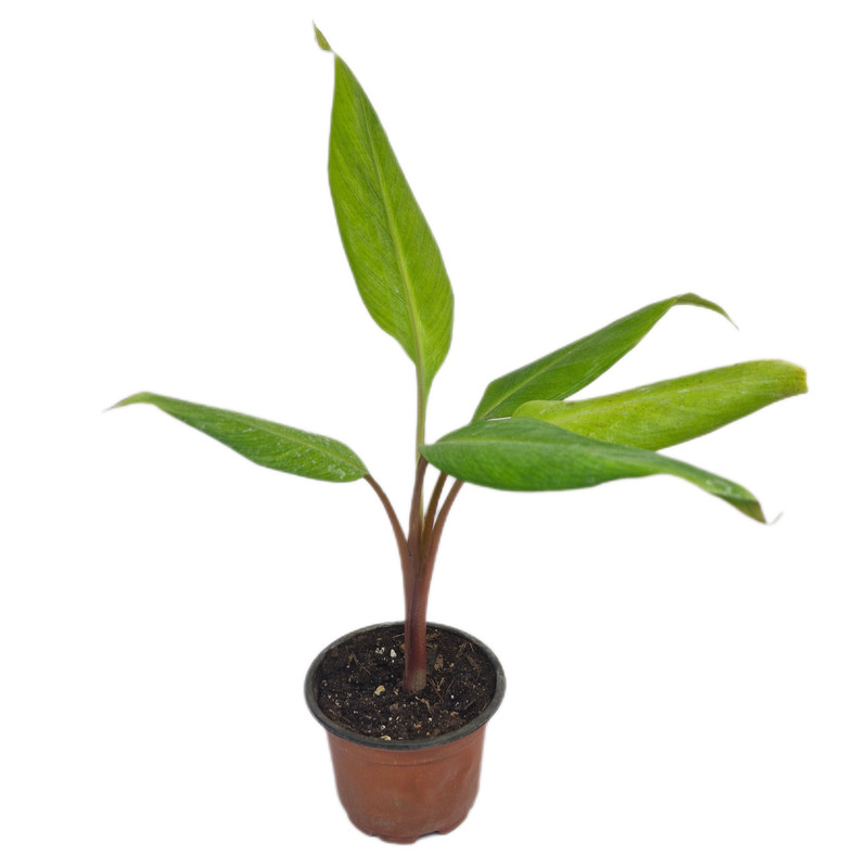 گیاه طبیعی نهال موز تنه قرمز مدل 05