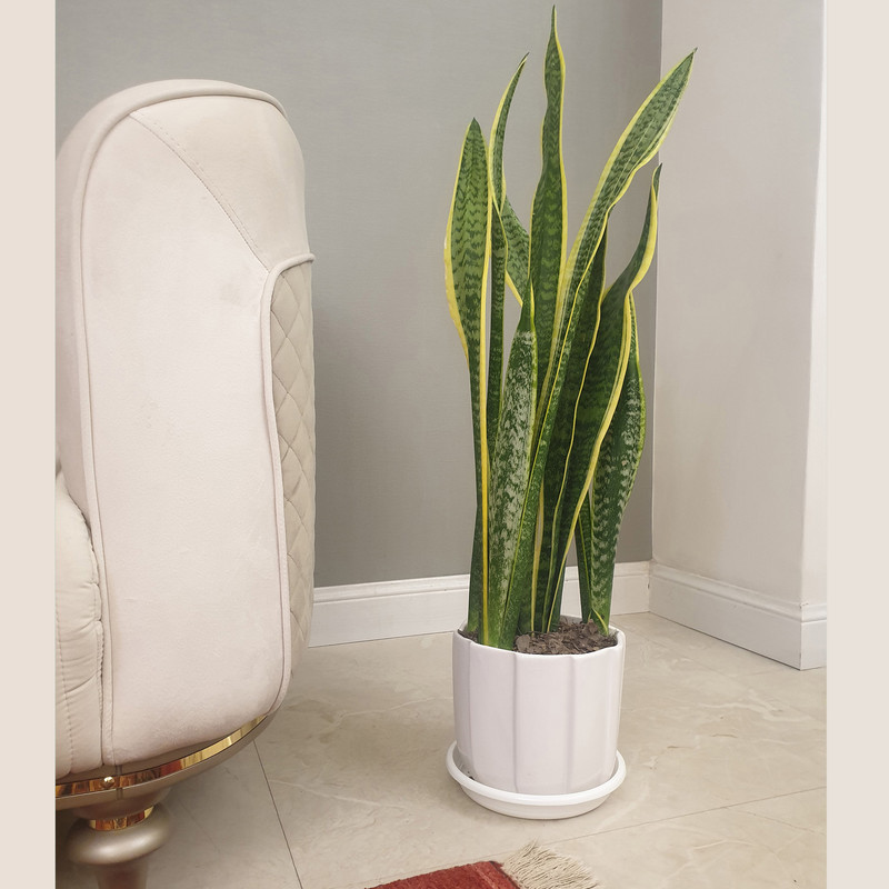 گیاه طبیعی سانسوریا ابلق کد C401 گیاه طبیعی سانسوریا ابلق کد C401