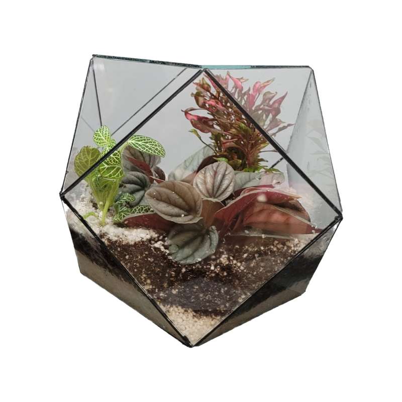 گیاه طبیعی تراریومی مدل 010 گیاه طبیعی تراریومی مدل 010