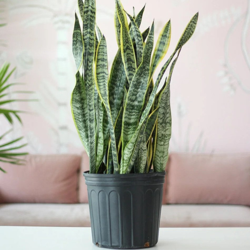 کود زاموفیلیا و سانسوریا مدل فسفر و پتاسیم بالا وزن 50 گرم