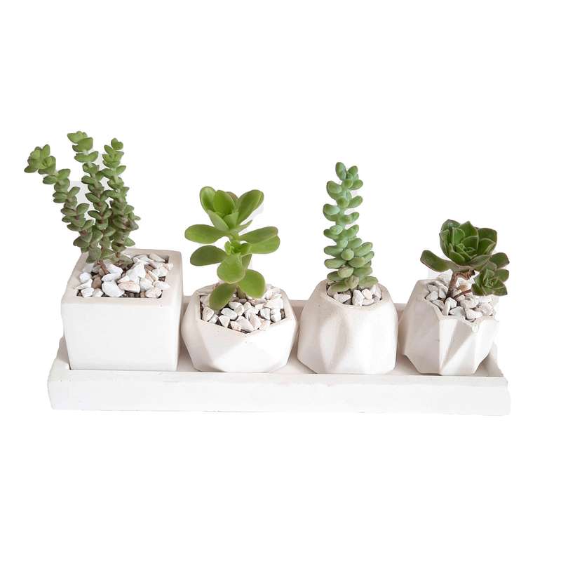 گیاه طبیعی ساکولنت و کاکتوس مدل 01 مجموعه 4 عددی گیاه طبیعی ساکولنت و کاکتوس مدل 01 مجموعه 4 عددی