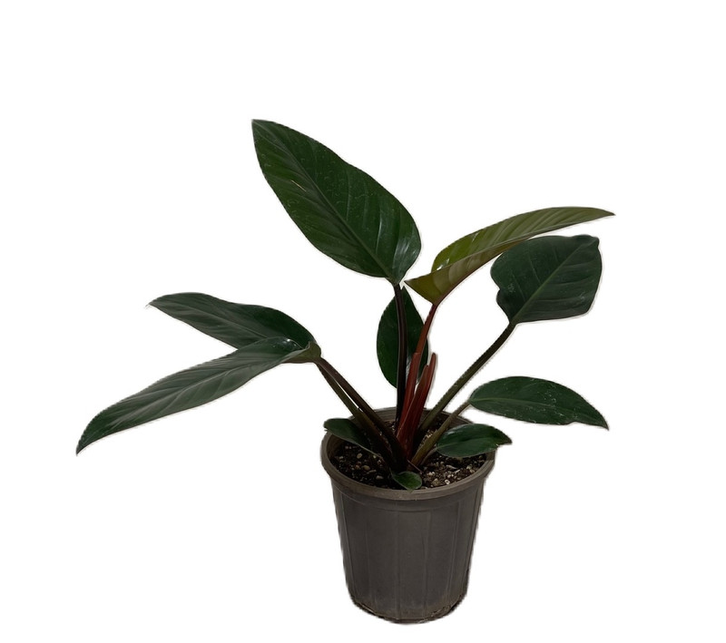 گیاه طبیعی فیلودندرون مدل 65603