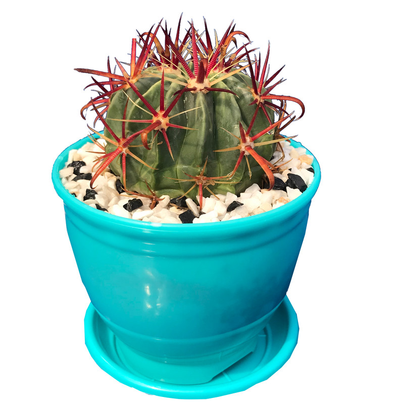 گیاه طبیعی کاکتوس فرولاتیس پینوس مدل FLP-100