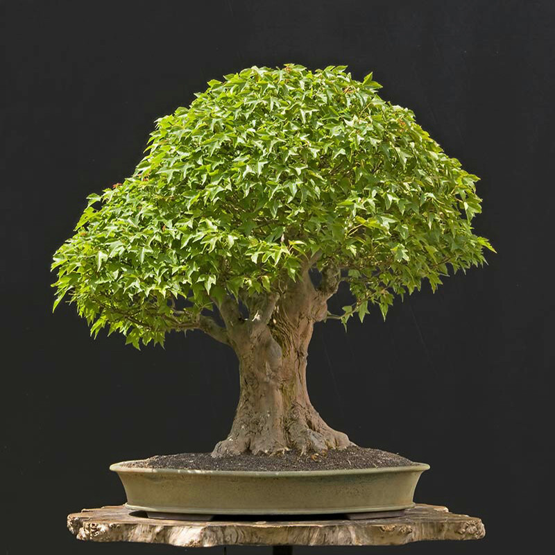 بذر بنسای زبان گنجشک سانیا سید مدل D3