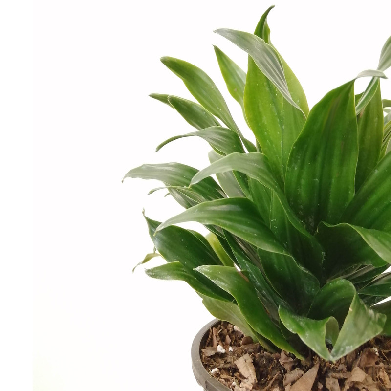 گیاه طبیعی دراسنا کامپکت کد pg9 گیاه طبیعی دراسنا کامپکت کد pg9