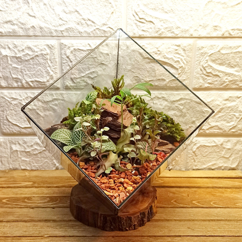 گیاه طبیعی تراریوم مدل چند وجهی روبیک گیاه طبیعی تراریوم مدل چند وجهی روبیک