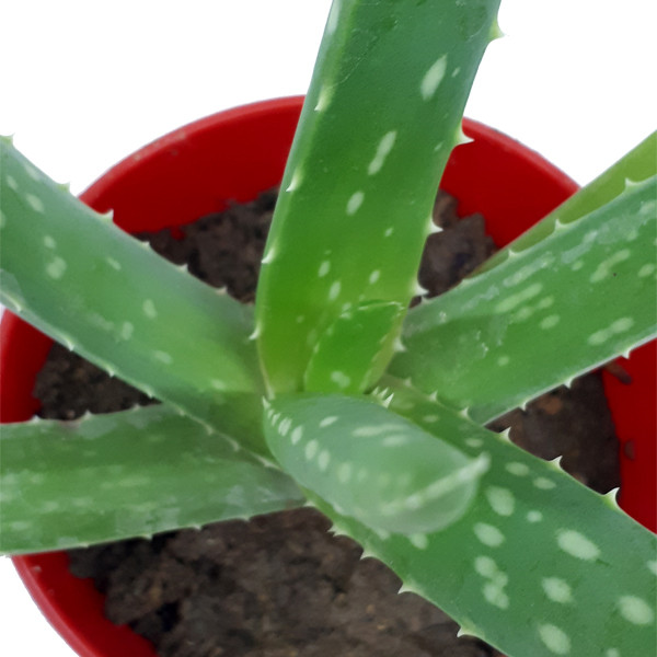 گیاه طبیعی آلوئه ورا کد M02 گیاه طبیعی آلوئه ورا کد M02