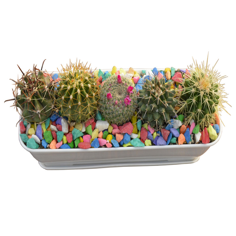 گیاه طبیعی کاکتوس مدل دیش گاردن مستطیلی کد 002 گیاه طبیعی کاکتوس مدل دیش گاردن مستطیلی کد 002