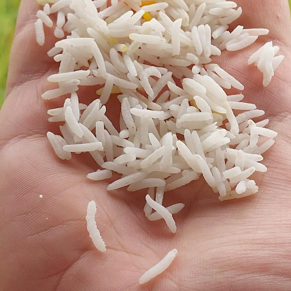 برنج شیرودی سورت شده برکت - 5 کیلوگرم