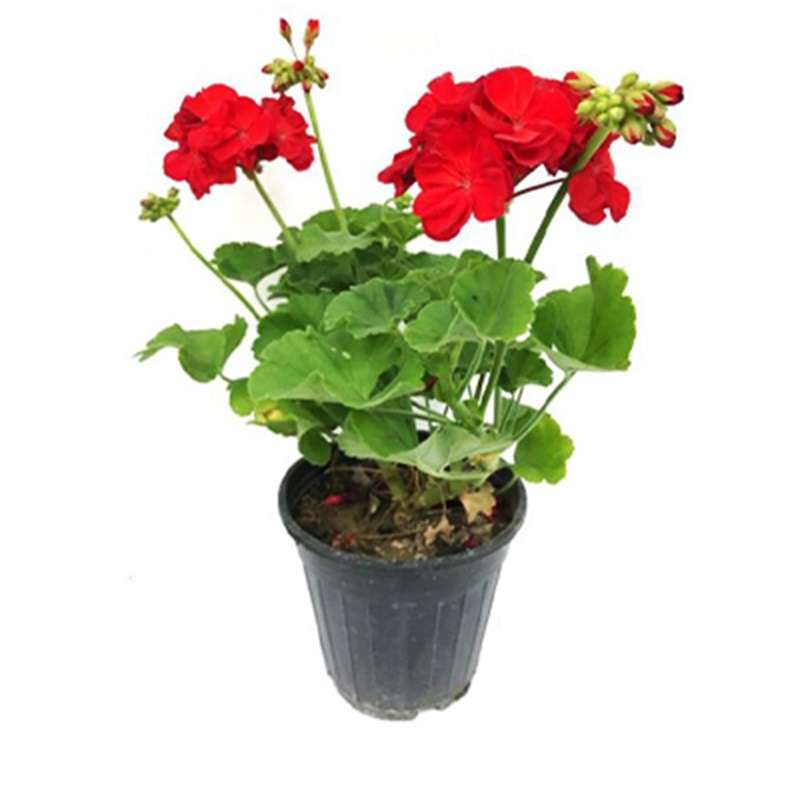 گل طبیعی شمعدانی مدل دالیدا