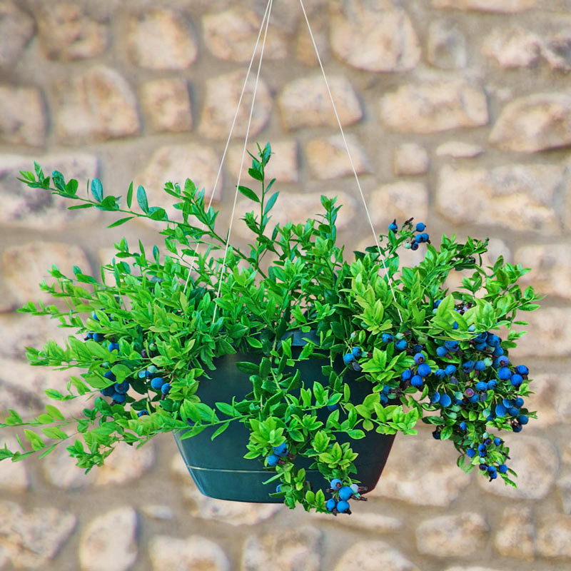 بذر بلوبری پاتریوت سانیا سید مدل B3