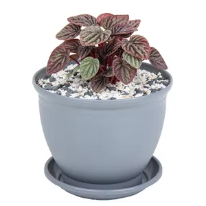 گیاه طبیعی پپرومیا مدل P-23 