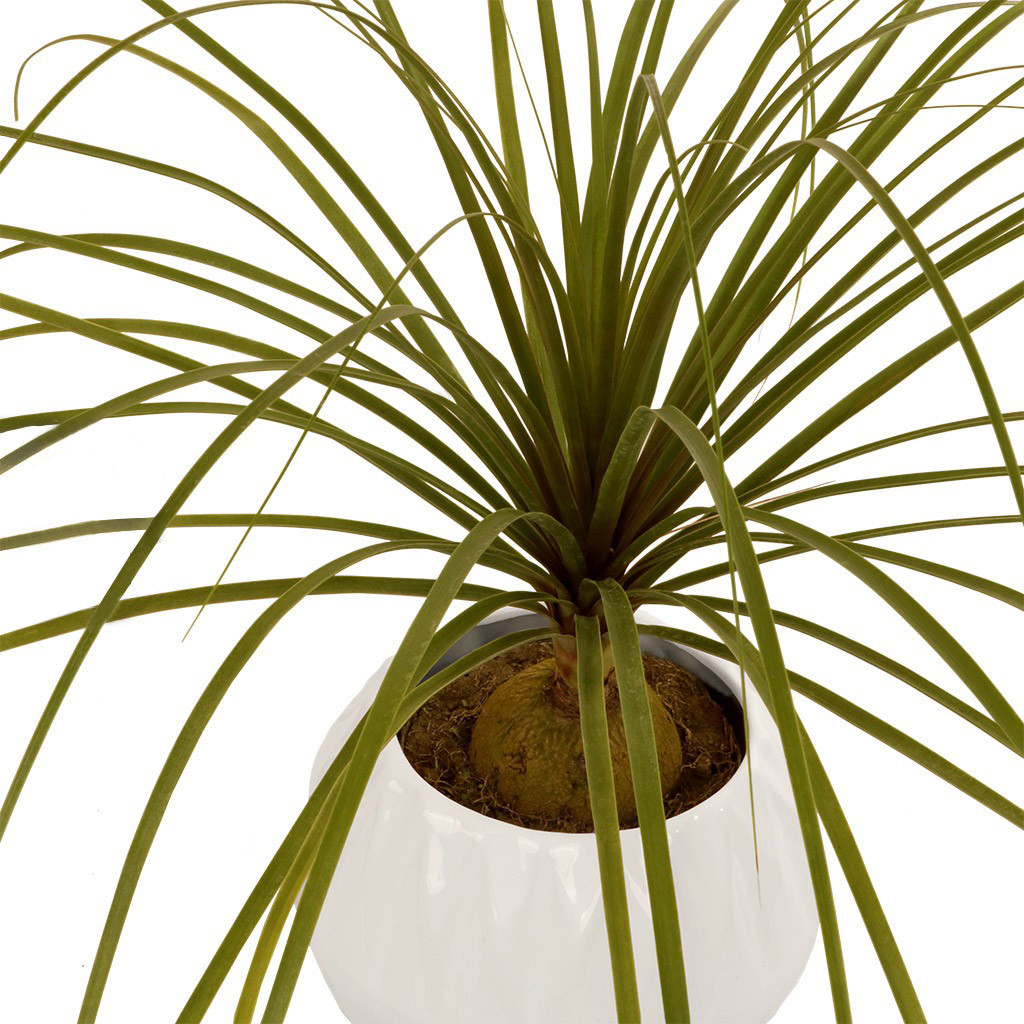 گیاه طبیعی لیندا گلیتال مدل GTL136