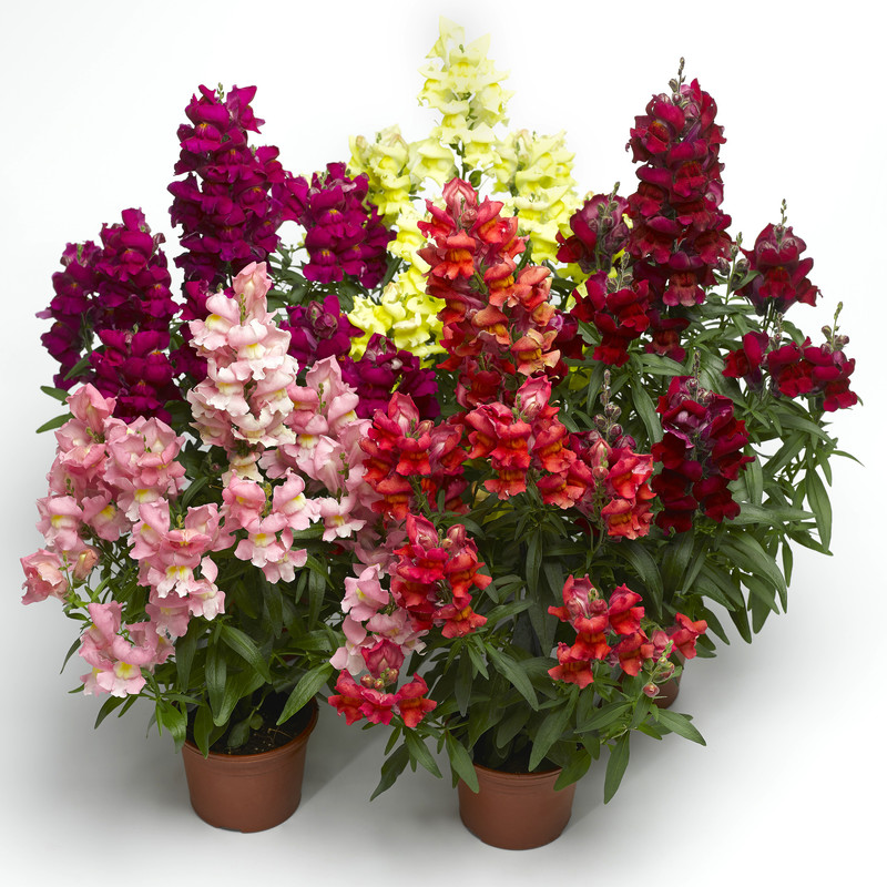 بذر گل میمون الوان سانیا سید مدل S3