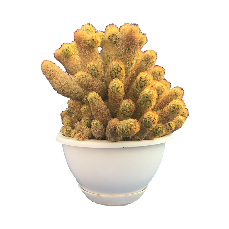 گیاه طبیعی کاکتوس مامیلاریا الانگاتا مدل Et78