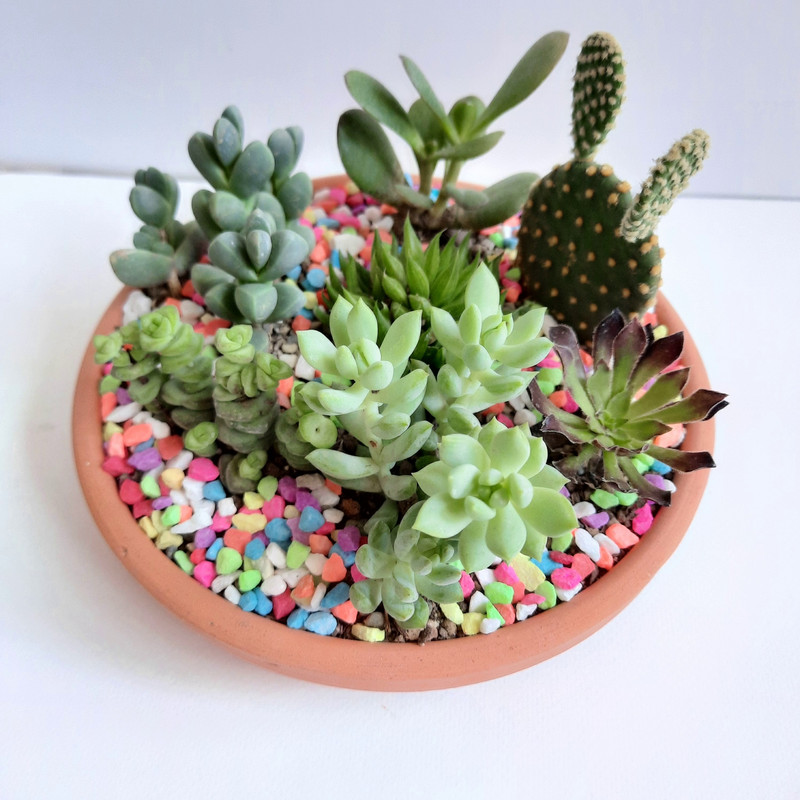 گیاه طبیعی کاکتوس و ساکولنت مدل دیش گاردن کد 77