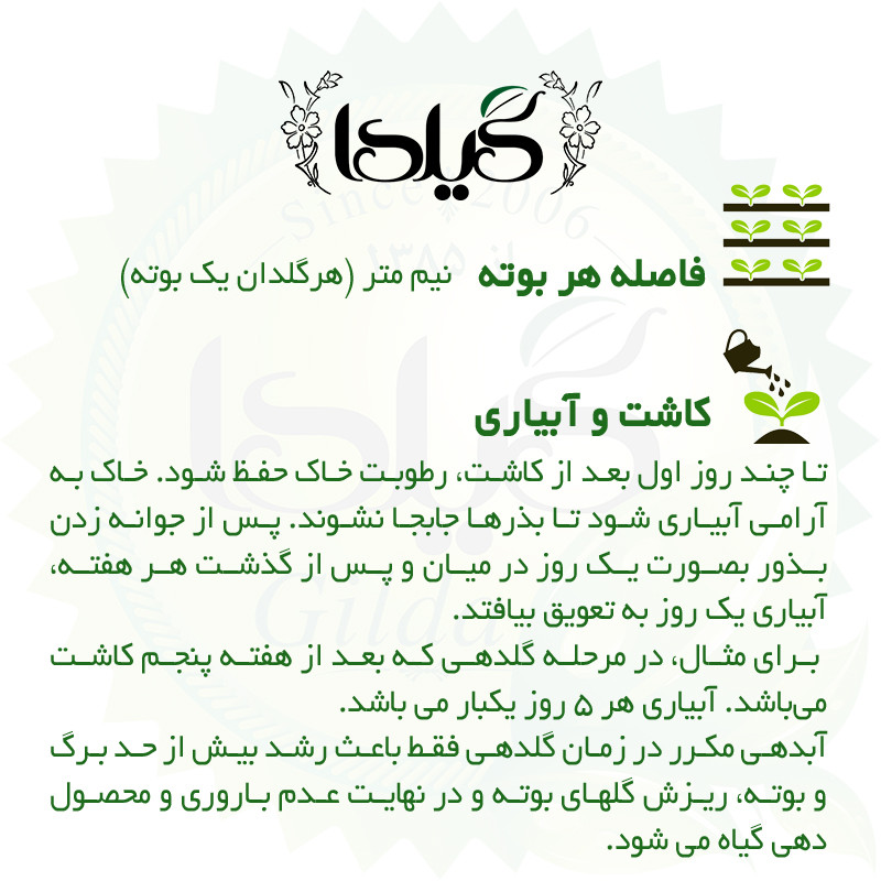 بذر گوجه گرد گیلدا کد 550