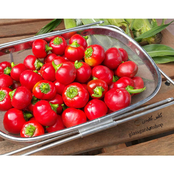 بذر فلفل گیلاسی چری گرد قرمز تند مدل GL15 بذر فلفل گیلاسی چری گرد قرمز تند مدل GL15