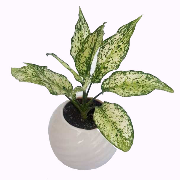 گیاه طبیعی آگلونما کد a01