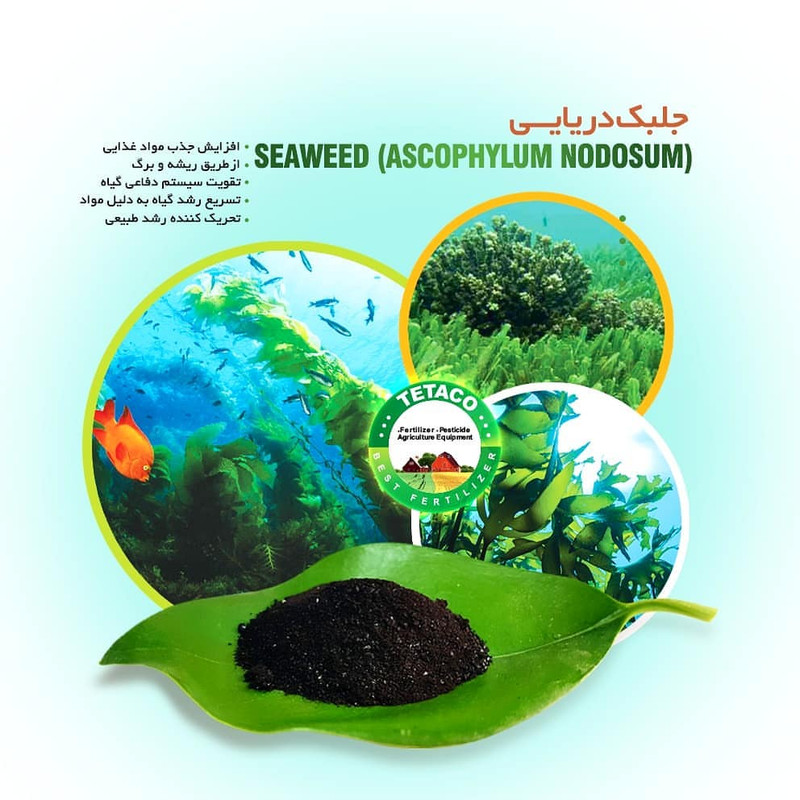 کود عصاره جلبک دریایی تتاکو مدل VIGOROUS  وزن 1 کیلوگرم
