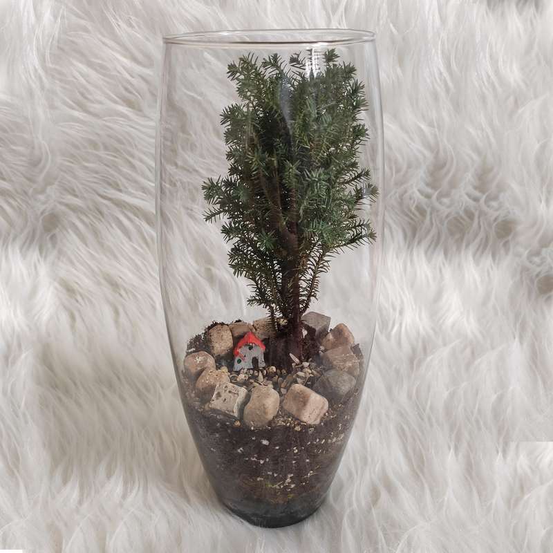 تراریوم گیاه طبیعی کد trt-w114