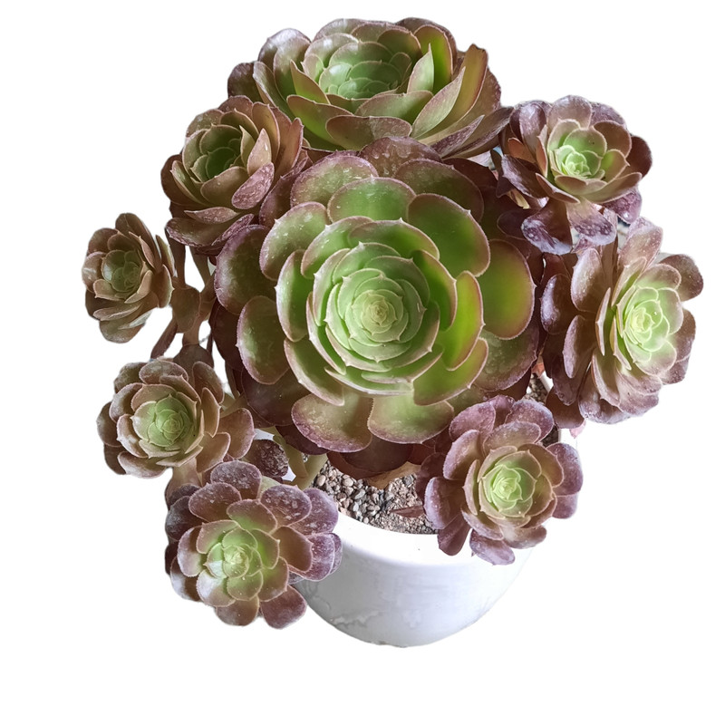 گیاه طبیعی آئونیوم بلک کد cg-20