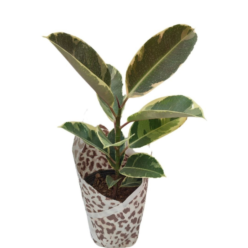 گیاه طبیعی فیکوس ابلق یاقوتی مدل 014