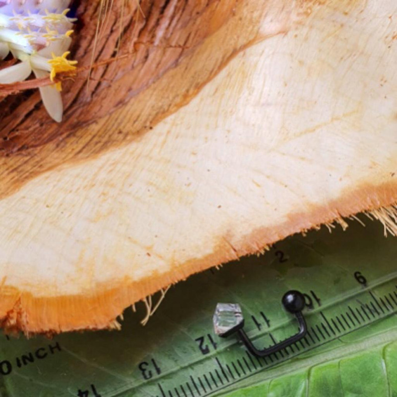 پیرسینگ گوش زنانه پایتخت مدل PS237__N