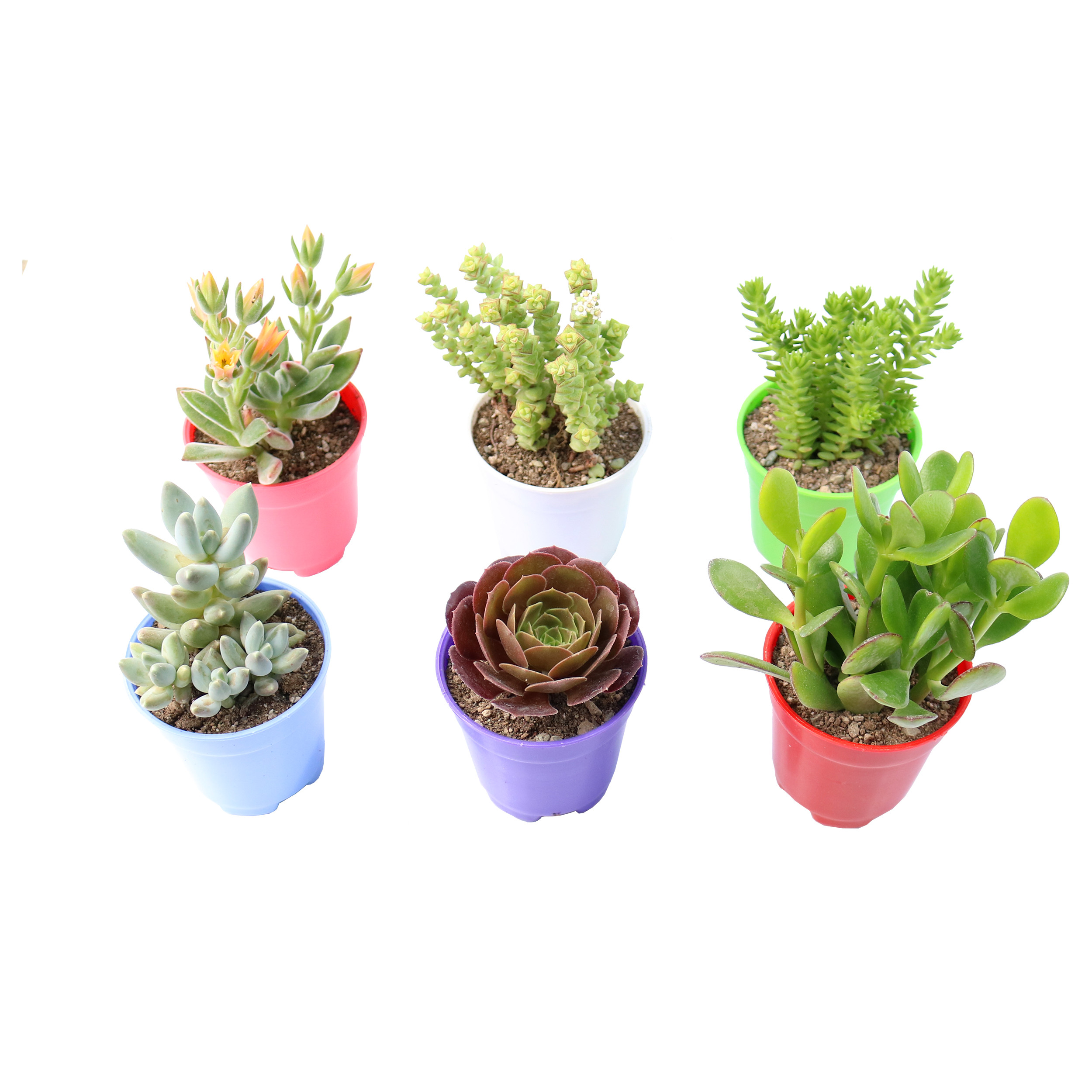 گیاه طبیعی ساکولنت آیدین کاکتوس کد CB-035 مجموعه 6 عددی