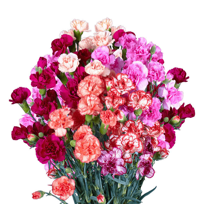 بذر گل میخک الوان سانیا سید مدل ss16