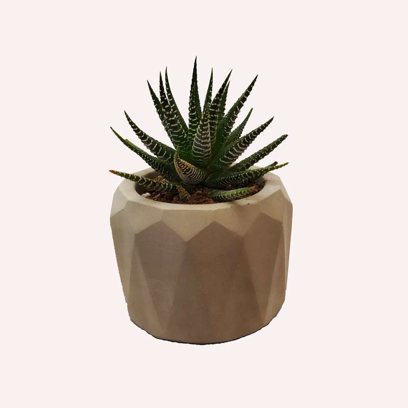 گیاه طبیعی کاکتوس هاورتیا کد pg_17 گیاه طبیعی کاکتوس هاورتیا کد pg_17