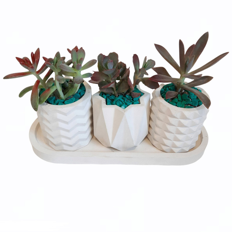 گیاه طبیعی ساکولنت کد 09 مجموعه 3 عددی