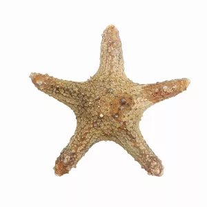 ستاره دریایی تزیینی مدل bs18