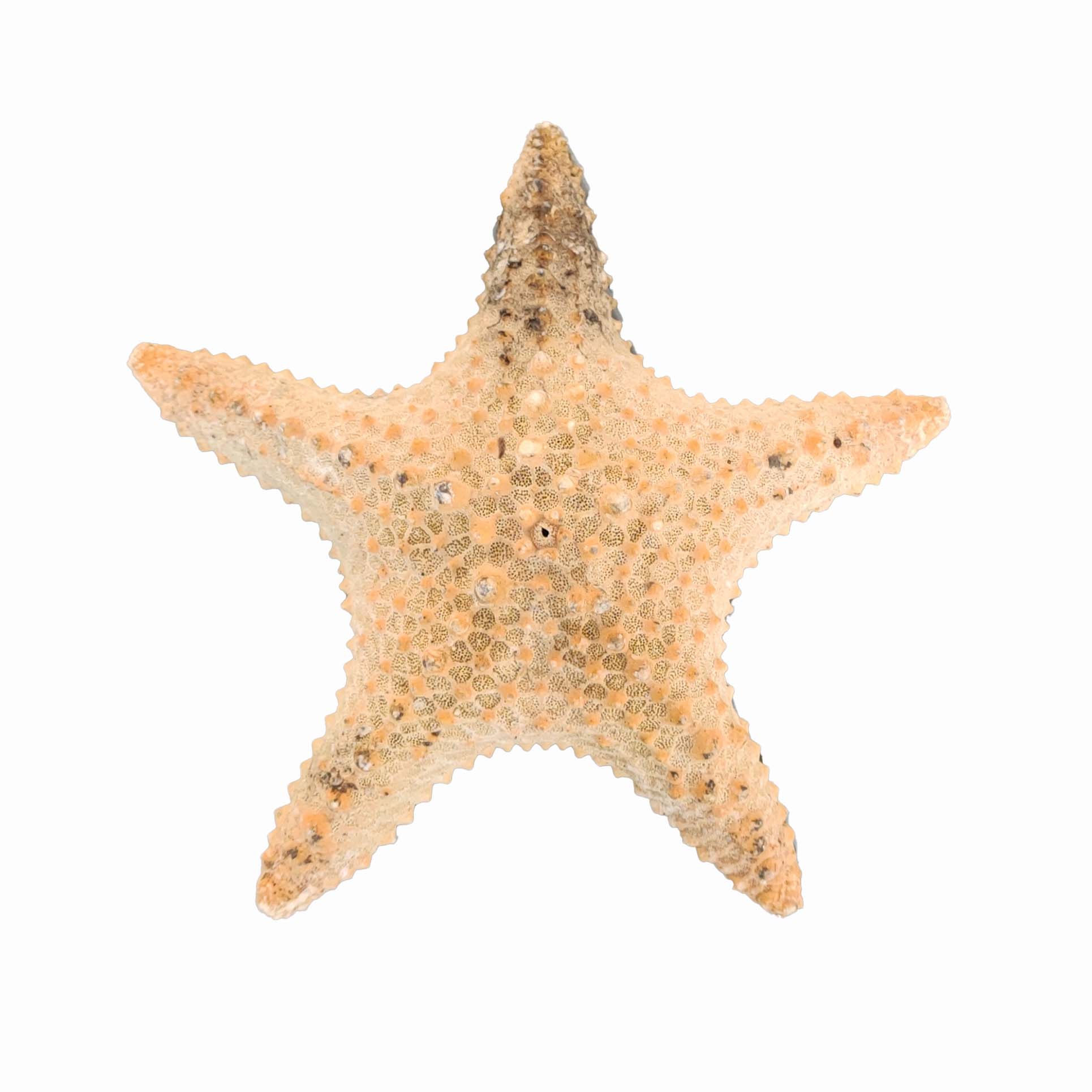 ستاره دریایی تزیینی مدل d2