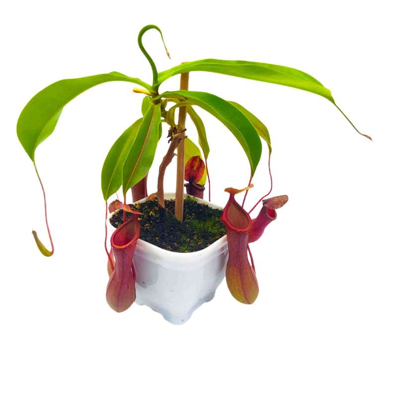 گیاه طبیعی نپنتس مدل حشره خوار ونتراتا کد 02