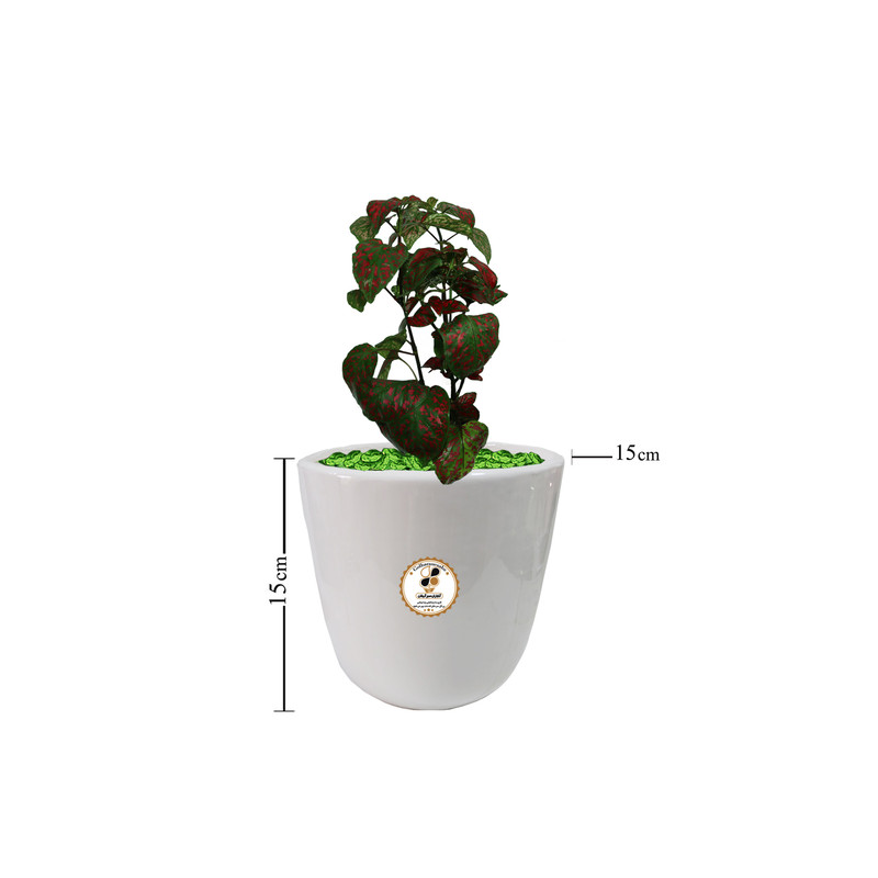 گیاه طبیعی گل سنگ شرکت گلباران سبز گیلان مدل GN12-17S