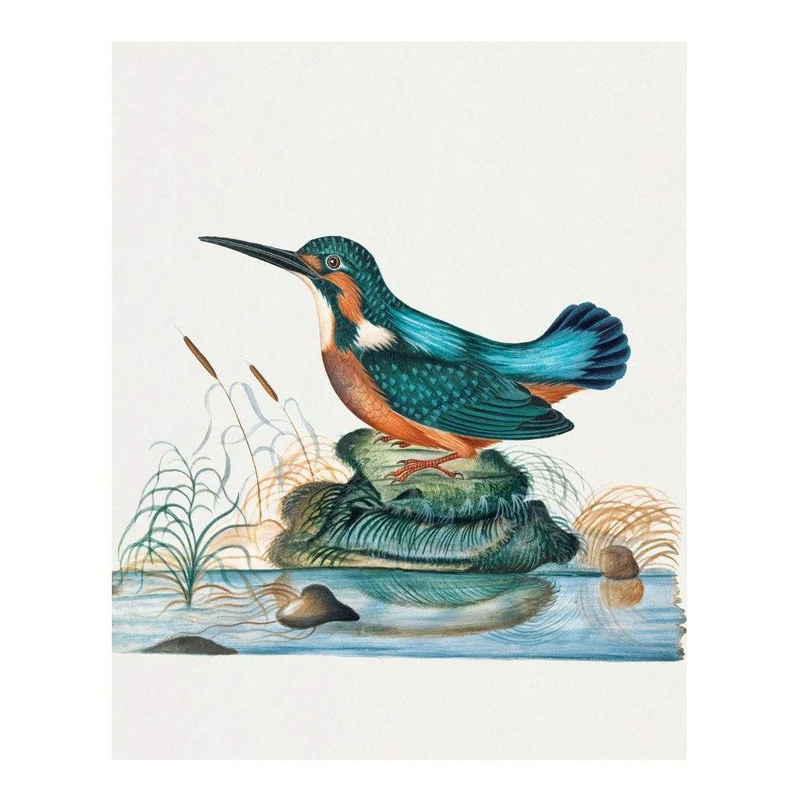 پوستر مدل چاپ قدیمی پرنده معمولی