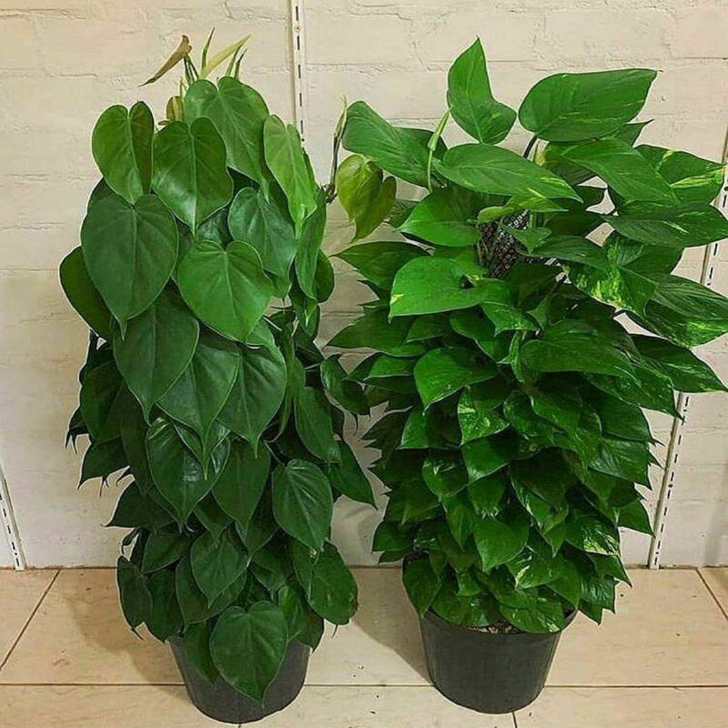 قیم گیاه مدل خزه ای کوتاه قیم گیاه مدل خزه ای کوتاه