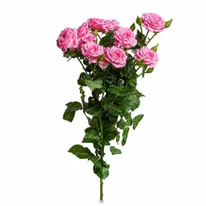 شاخه گل رز طبیعی مدل مینیاتوری بسته 5 عددی