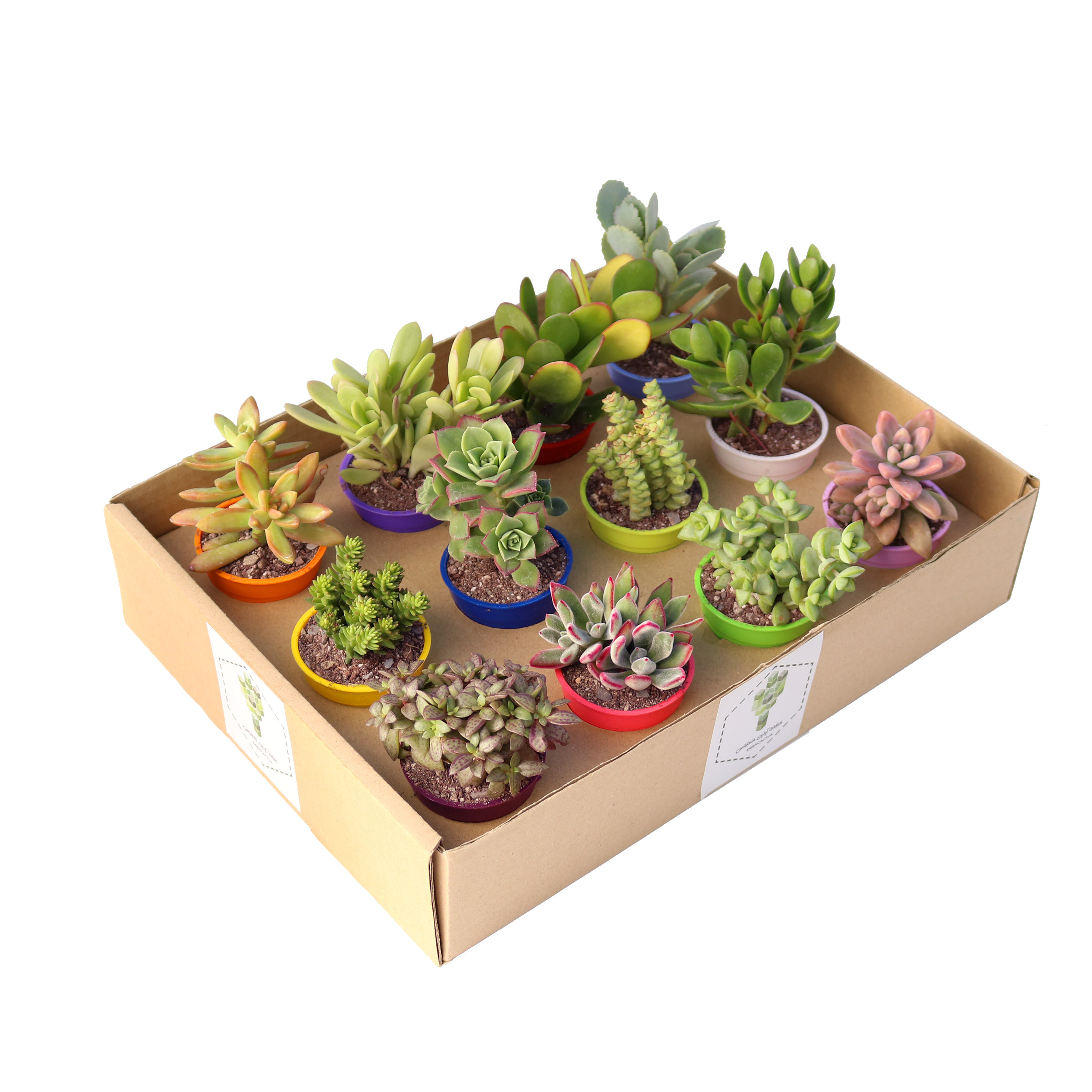 گیاه طبیعی ساکولنت آیدین کاکتوس کد CB-003 بسته 12 عددی