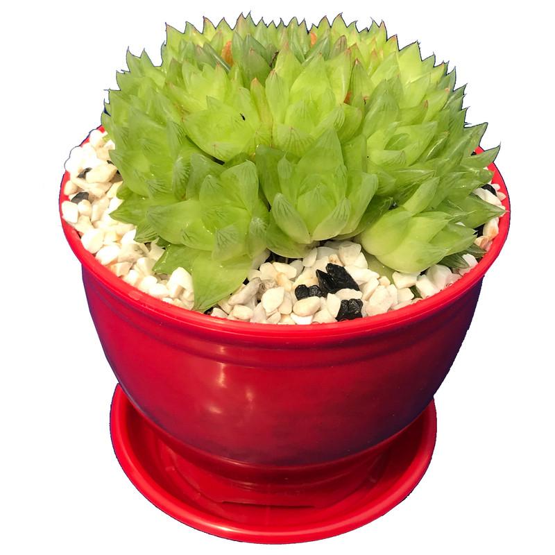 گیاه طبیعی کاکتوس هاورتیا شیشه ای مدل GLS-102