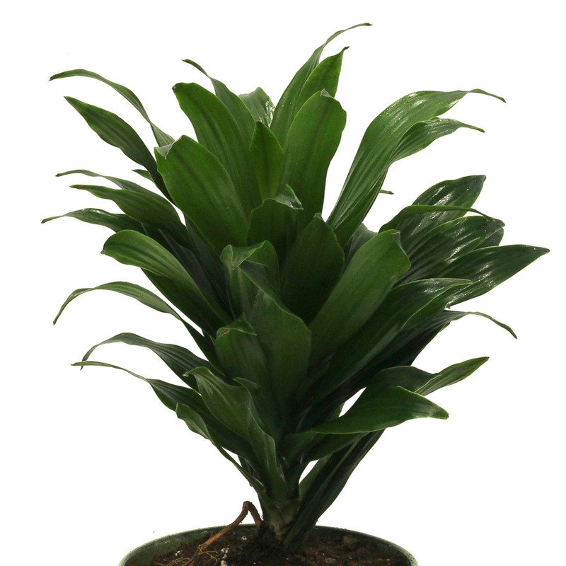 گیاه طبیعی دراسنا کامپکت کد C_002