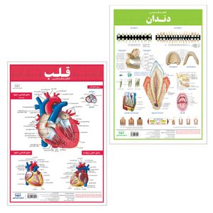 نقد و بررسی پوستر آموزشی انتشارات اندیشه کهن مدل کالبدشناسی قلب و دندان مجموعه 2 عددی توسط خریداران
