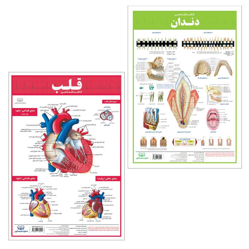 پوستر آموزشی انتشارات اندیشه کهن مدل کالبدشناسی قلب و دندان مجموعه 2 عددی